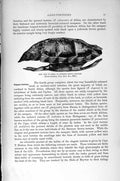 Original Old Antique Print Natural History 1896 Elegant Tortoise Burmese Brown