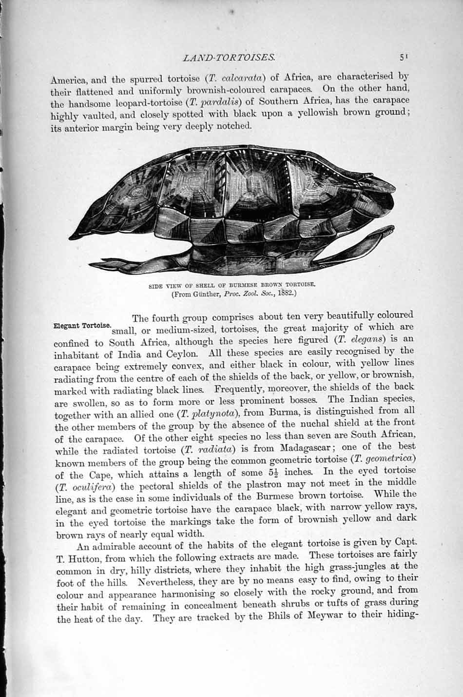 Original Old Antique Print Natural History 1896 Elegant Tortoise Burmese Brown