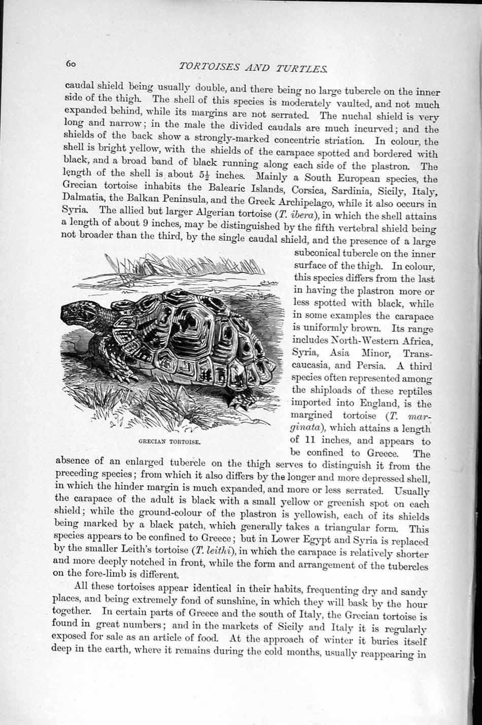 Original Old Antique Print Natural History 1896 Grecian Tortoise 19th