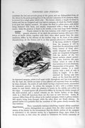 Original Old Antique Print Natural History 1896 Areolated Tortoise Victorian
