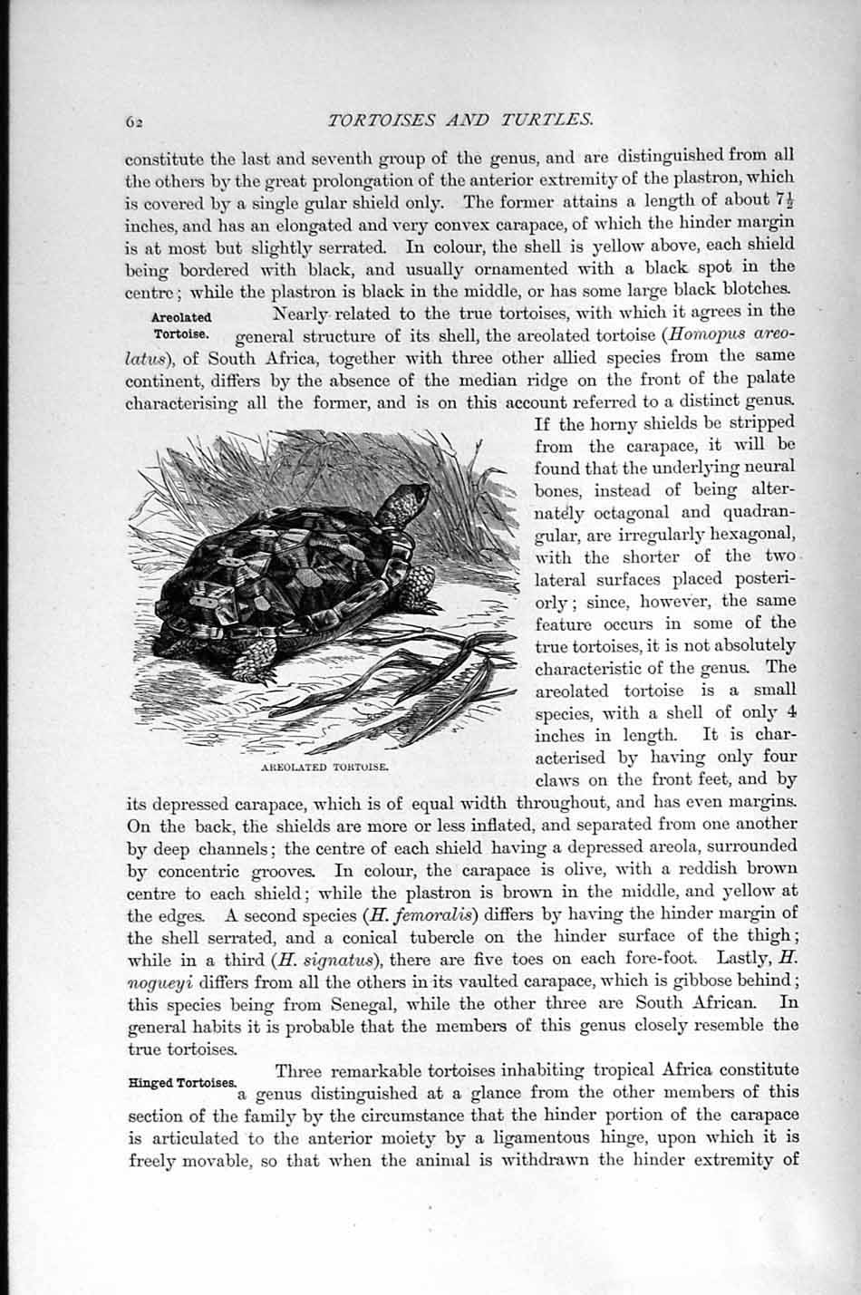 Original Old Antique Print Natural History 1896 Areolated Tortoise Victorian