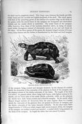 Original Old Antique Print Natural History 1896 Bell'S Hinged Tortoises 19th