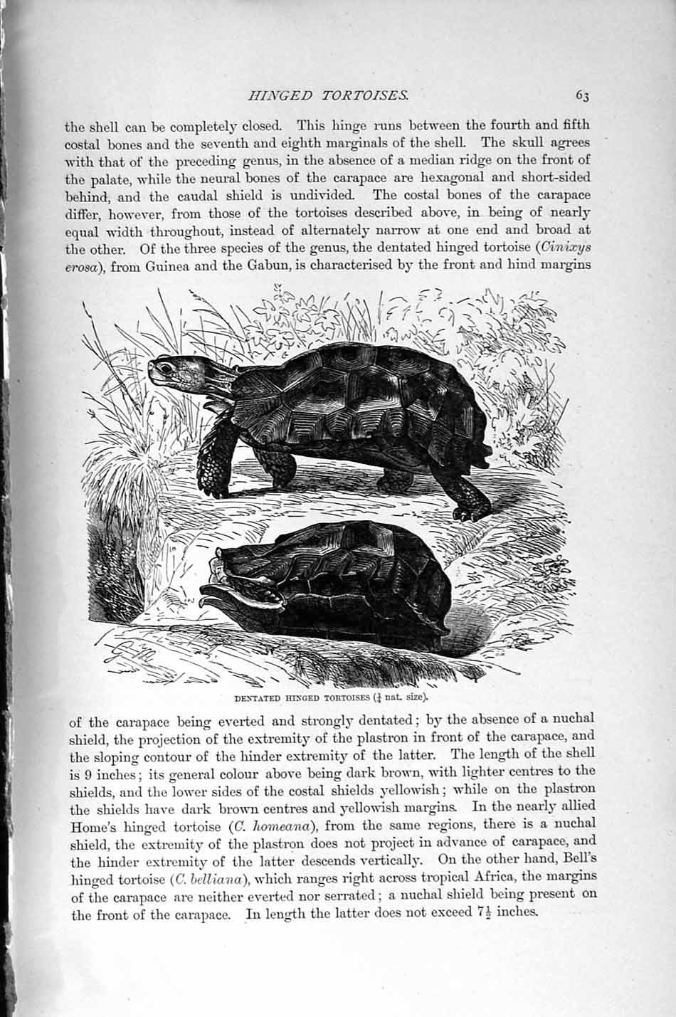 Original Old Antique Print Natural History 1896 Bell'S Hinged Tortoises 19th