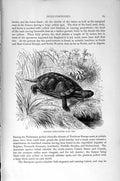Original Old Antique Print Natural History 1896 European Pond Tortoise Reptile