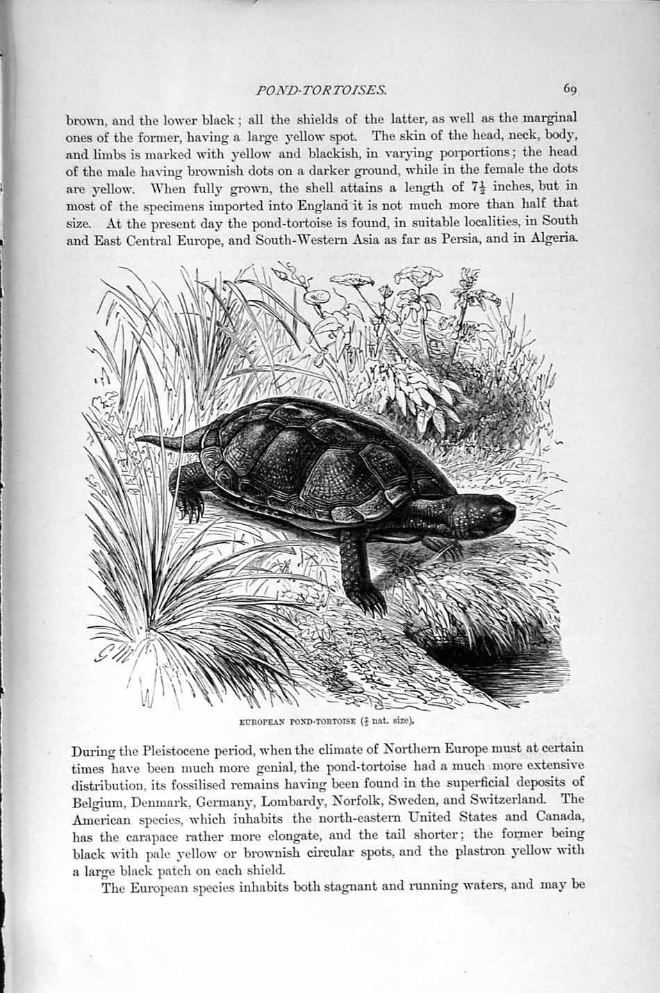 Original Old Antique Print Natural History 1896 European Pond Tortoise Reptile