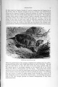 Original Old Antique Print Natural History 1896 Sculptured Terrapin Carapace