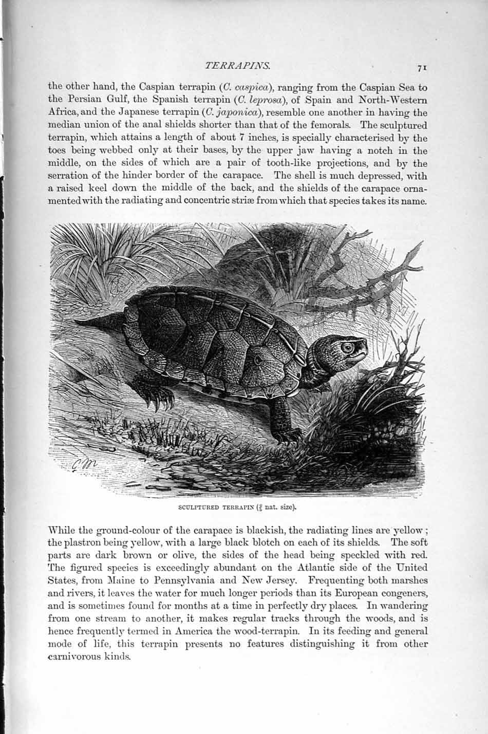Original Old Antique Print Natural History 1896 Sculptured Terrapin Carapace