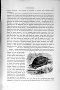Old Antique Print Natural History 1896 Painted Terrapin Carpace Batagur 19th