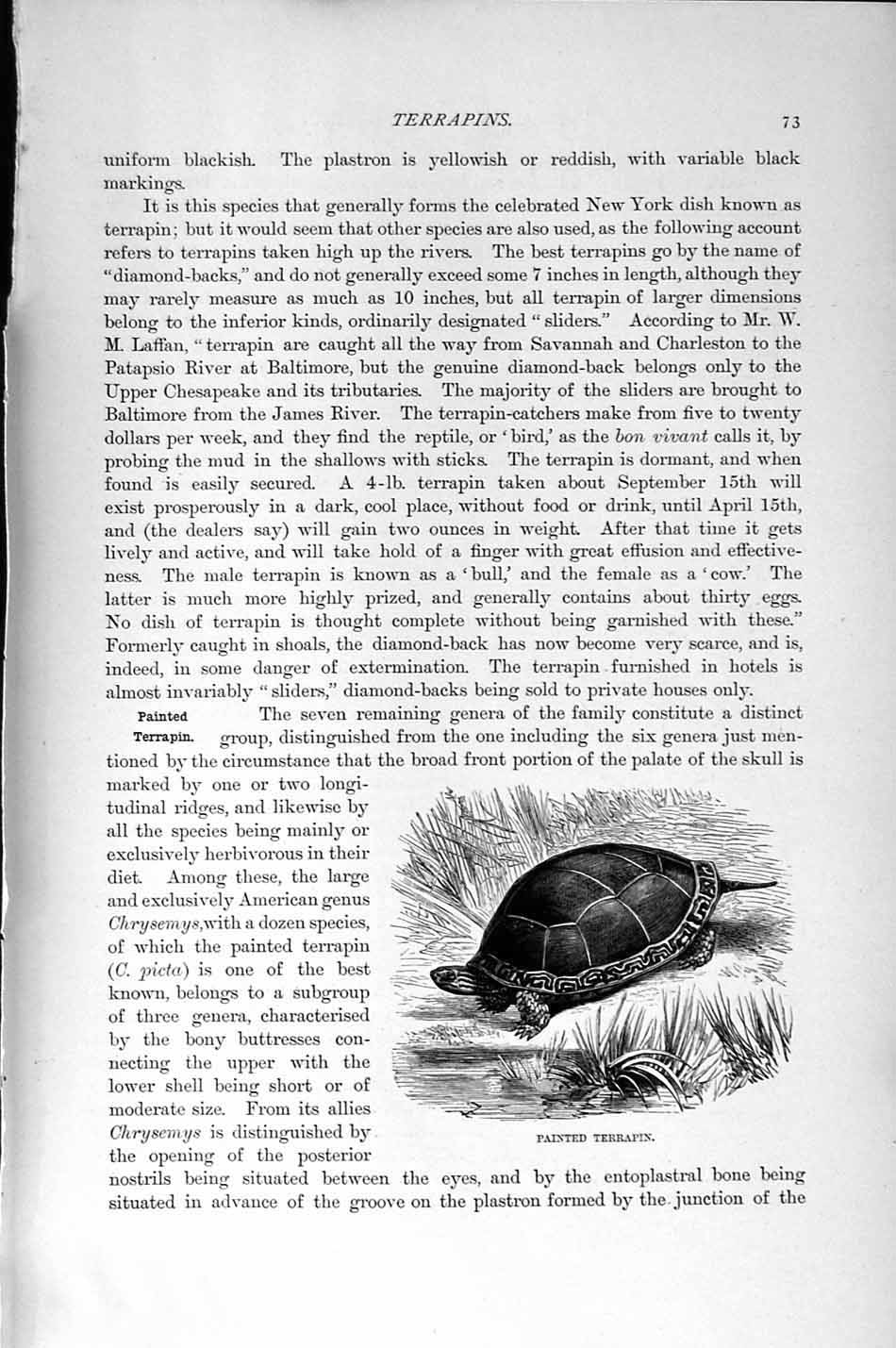 Old Antique Print Natural History 1896 Painted Terrapin Carpace Batagur 19th