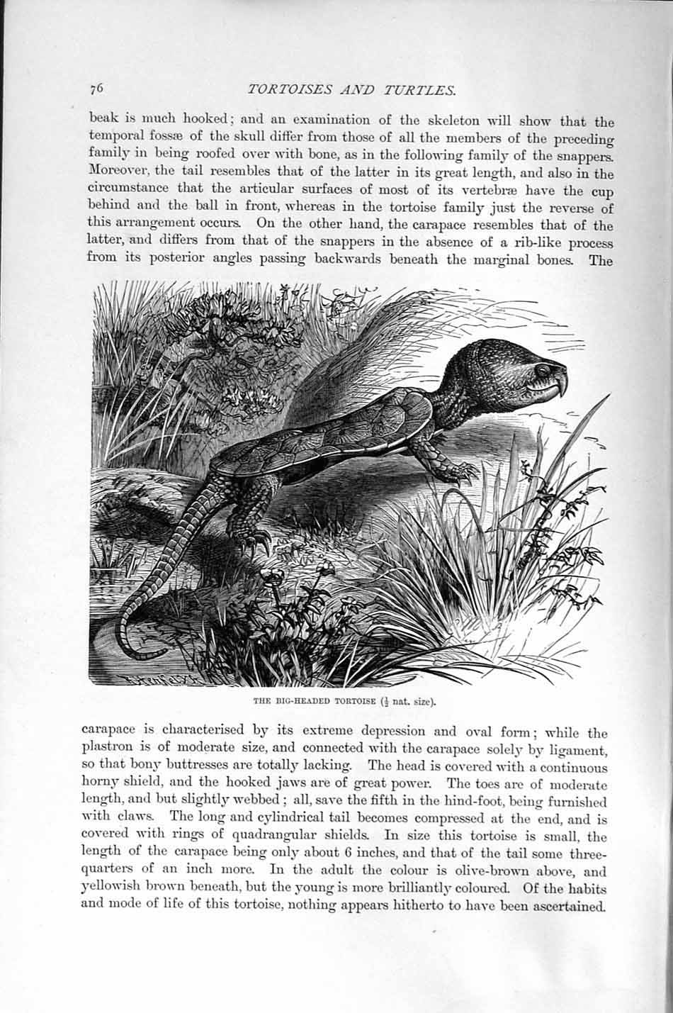 Original Old Antique Print Natural History 1896 Big-Headed Tortoise Reptile