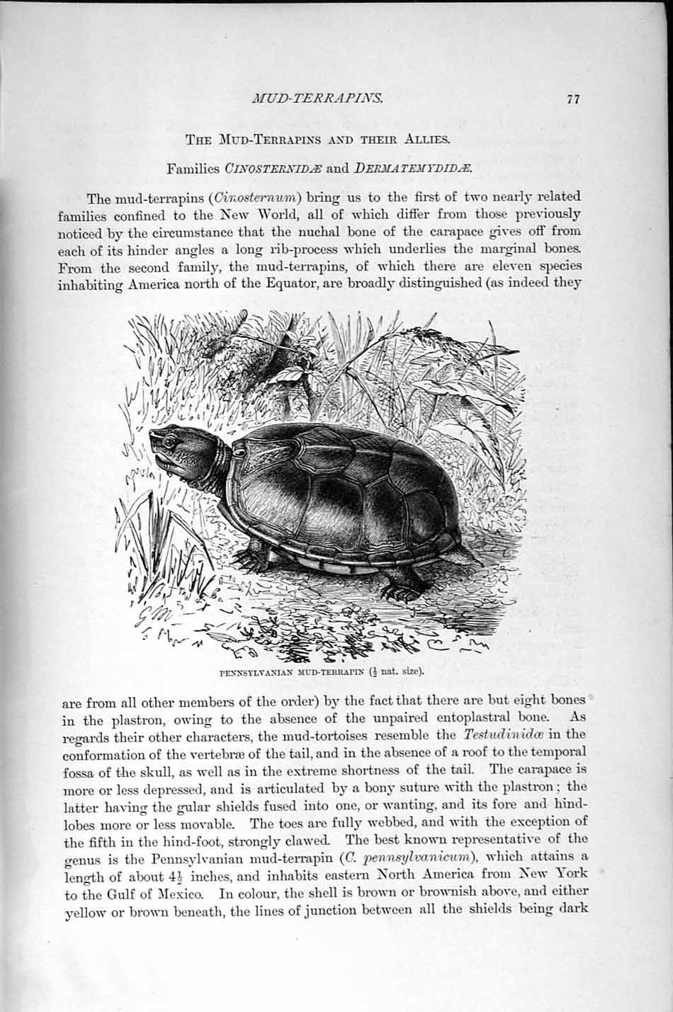 Original Old Antique Print Pennsylvanian Mud Terrapin Natural History 1896 19th