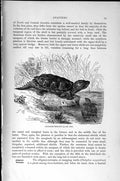 Original Old Antique Print Natural History 1896 Alligator Terrapin Snappers