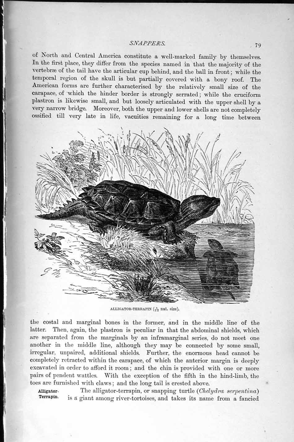 Original Old Antique Print Natural History 1896 Alligator Terrapin Snappers