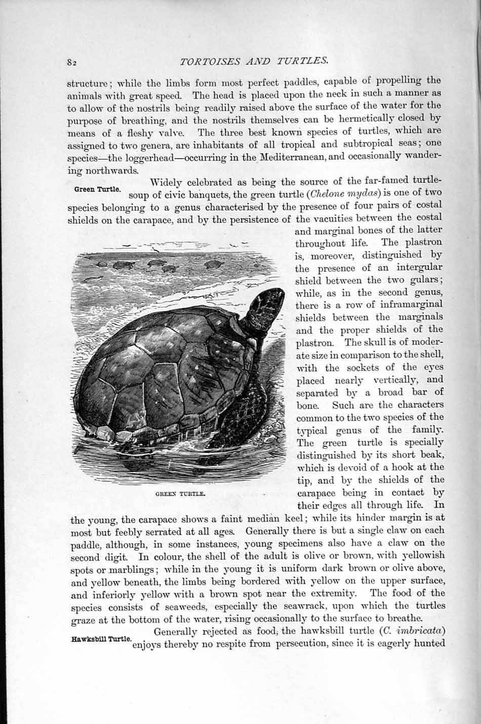 Original Old Antique Print Natural History 1896 Green Turtle Chelone Mydas 19th