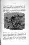 Original Old Antique Print Natural History 1896 Hawksbill Turtles Loggerhead