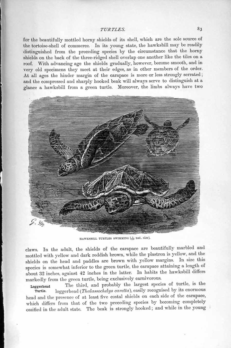 Original Old Antique Print Natural History 1896 Hawksbill Turtles Loggerhead