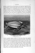 Original Old Antique Print Natural History 1896 Leathery Turtle Reptile 19th