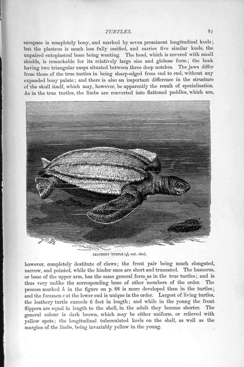 Original Old Antique Print Natural History 1896 Leathery Turtle Reptile 19th