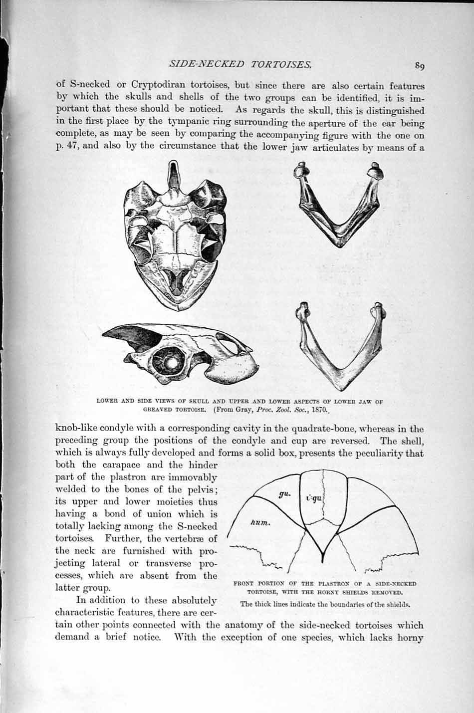Old Antique Print Natural History 1896 Skull Greaved Tortoise Sternothere 19th