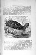 Original Old Antique Print Natural History 1896 Matamata Tortoise Snake-Necked