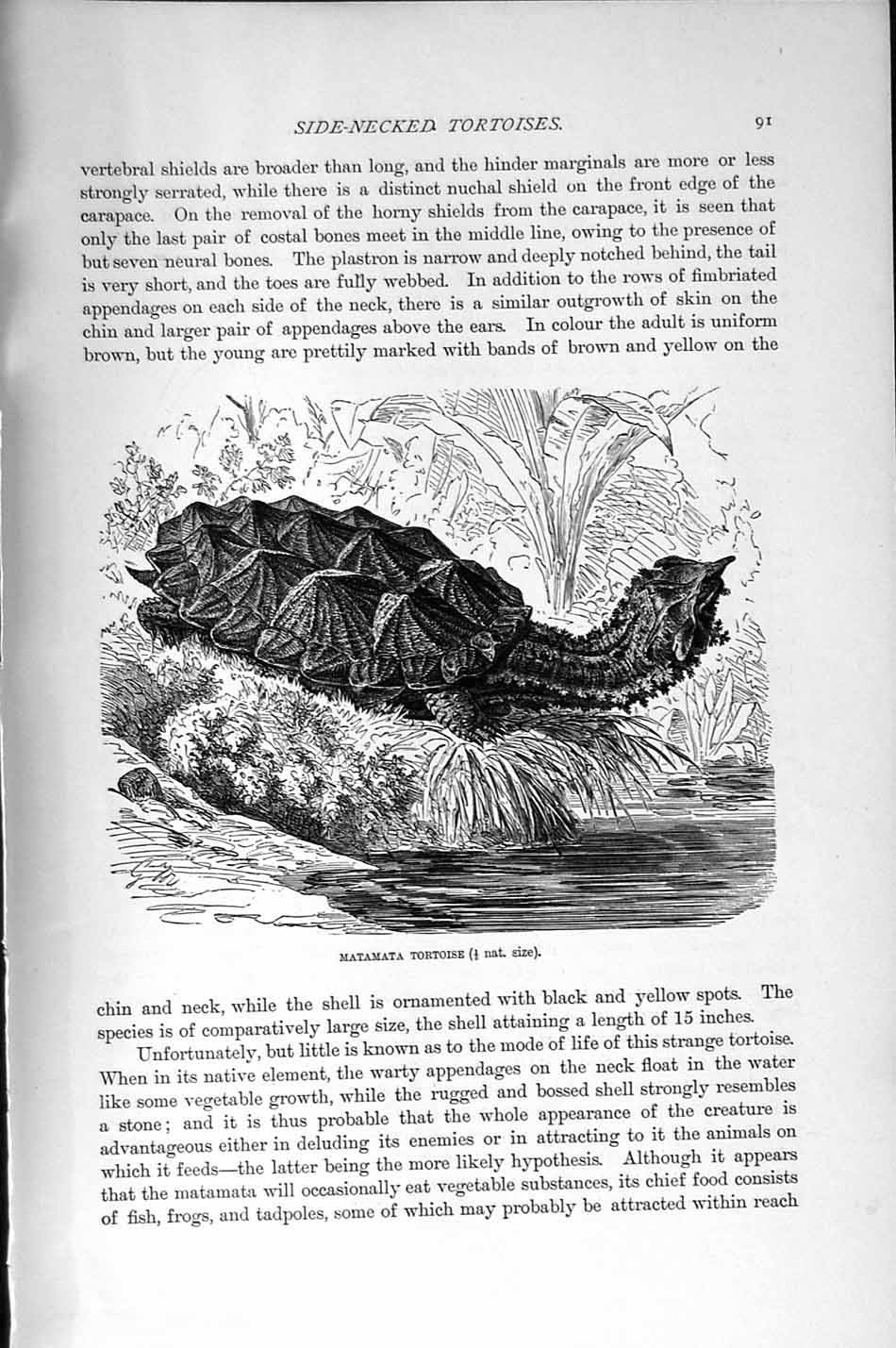 Original Old Antique Print Natural History 1896 Matamata Tortoise Snake-Necked