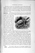 Original Old Antique Print Natural History 1896 Amazonian Tortoise American