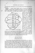 Original Old Antique Print Natural History 1896 Carapace Wide-Shielded Tortoise