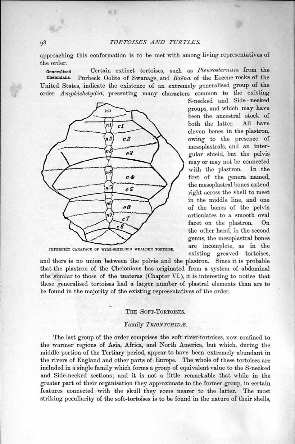 Original Old Antique Print Natural History 1896 Carapace Wide-Shielded Tortoise