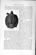 Original Old Antique Print Natural History 1896 Canotr Soft Tortoise Reptile