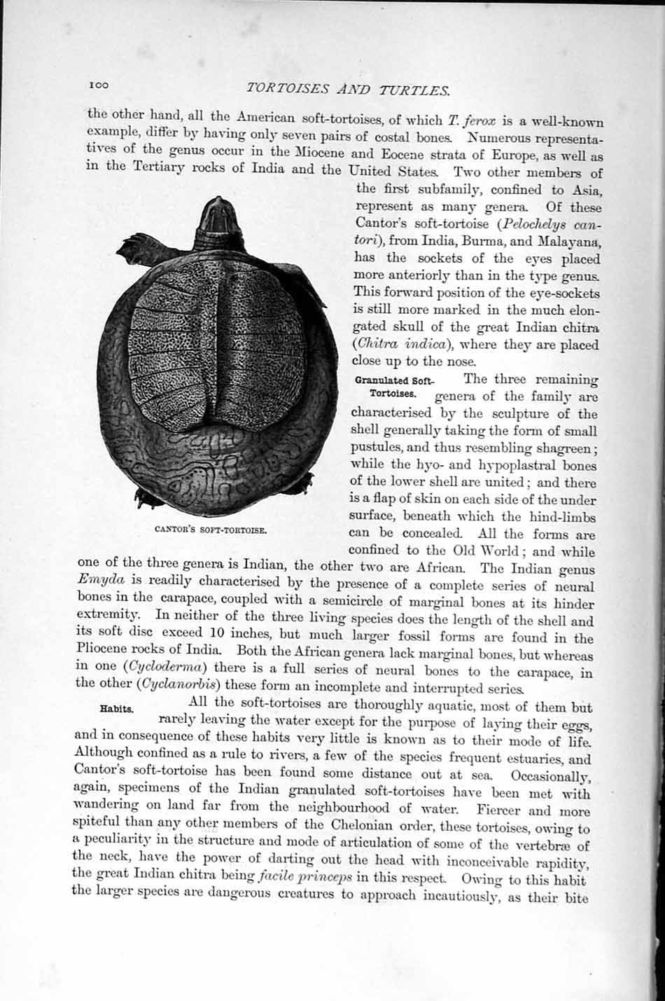 Original Old Antique Print Natural History 1896 Canotr Soft Tortoise Reptile