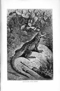 Old Antique Print Natural History 1896 Rough-Tailed Agama Basking Reptile 19th