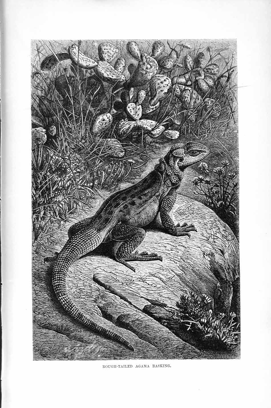 Old Antique Print Natural History 1896 Rough-Tailed Agama Basking Reptile 19th
