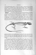 Original Old Antique Print Natural History 1896 Skeleton Lizard Reptile 19th