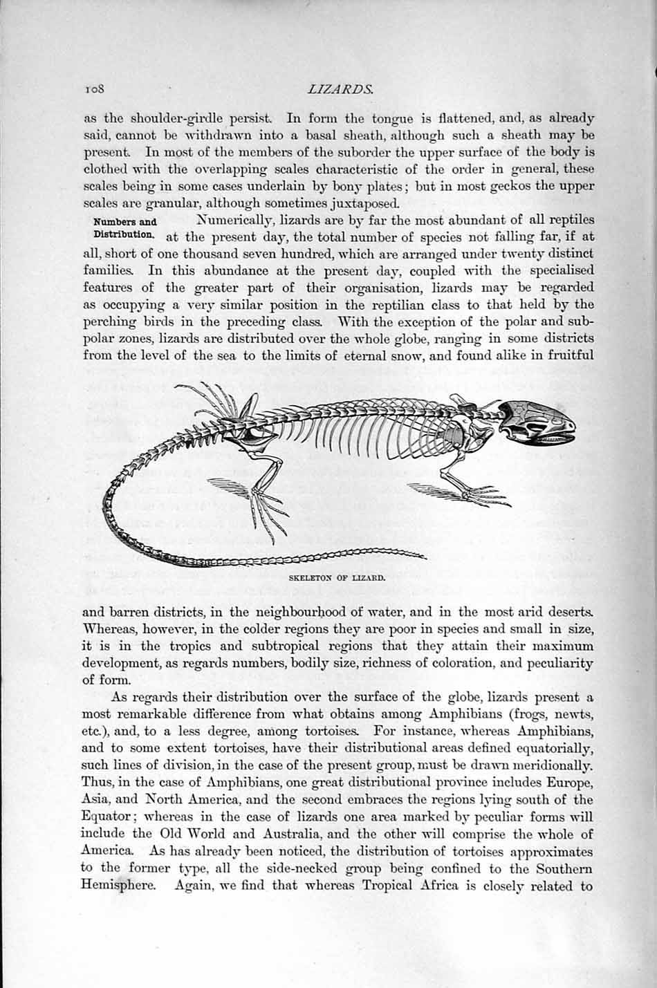Original Old Antique Print Natural History 1896 Skeleton Lizard Reptile 19th