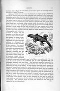 Old Antique Print Natural History 1896 Turkish Gecko Lizard Lobe-Footed 19th