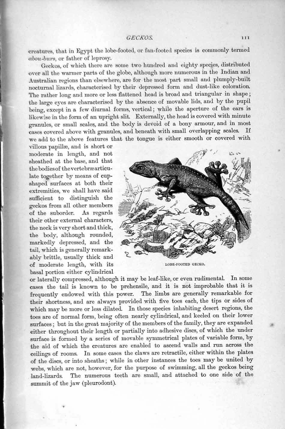 Old Antique Print Natural History 1896 Turkish Gecko Lizard Lobe-Footed 19th