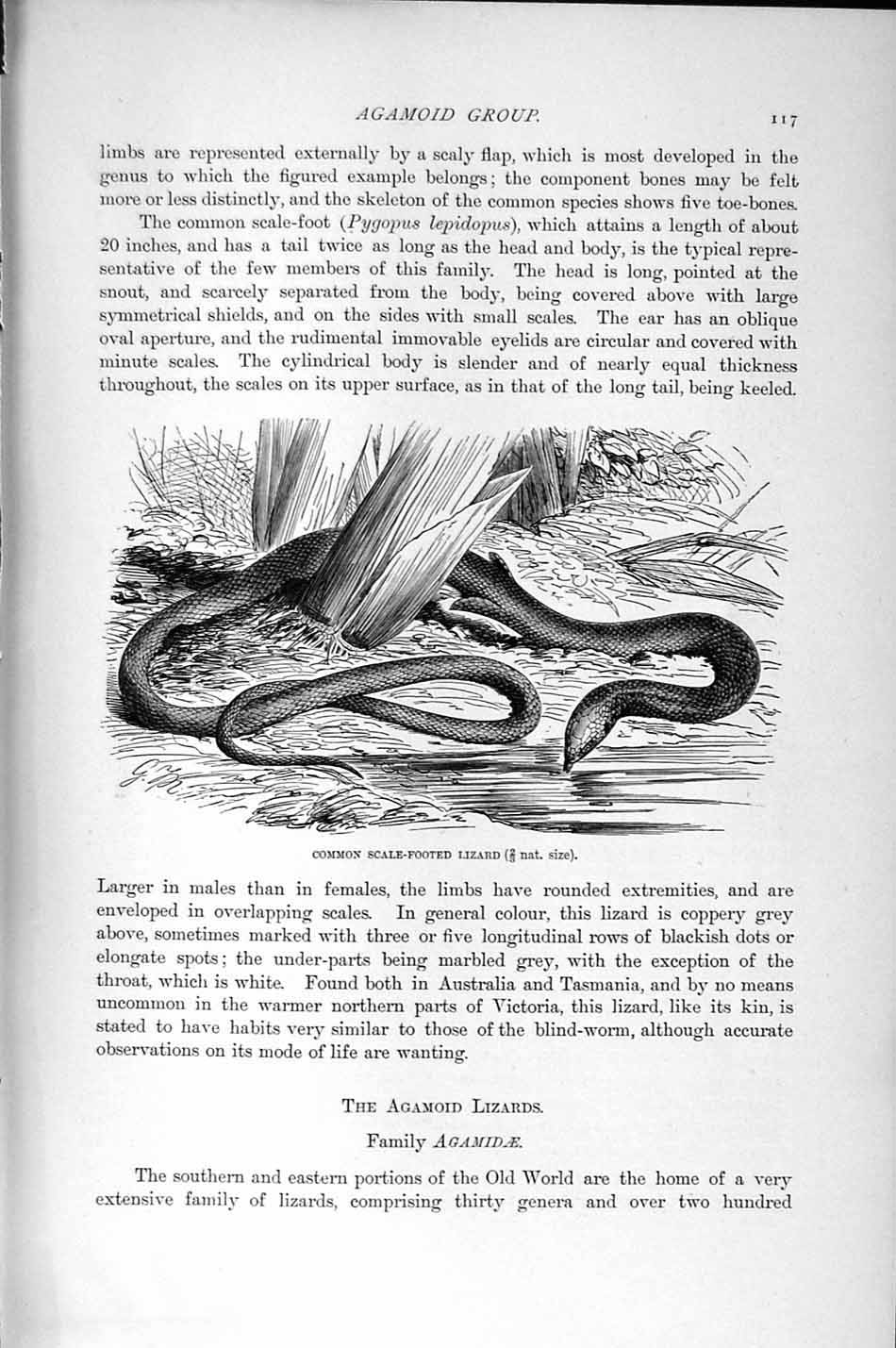 Old Antique Print Natural History 1896 Common Scale Footed Lizard Reptile 19th