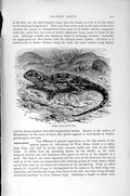 Original Old Antique Print Natural History 1896 Armed Agama Agamoid Reptile