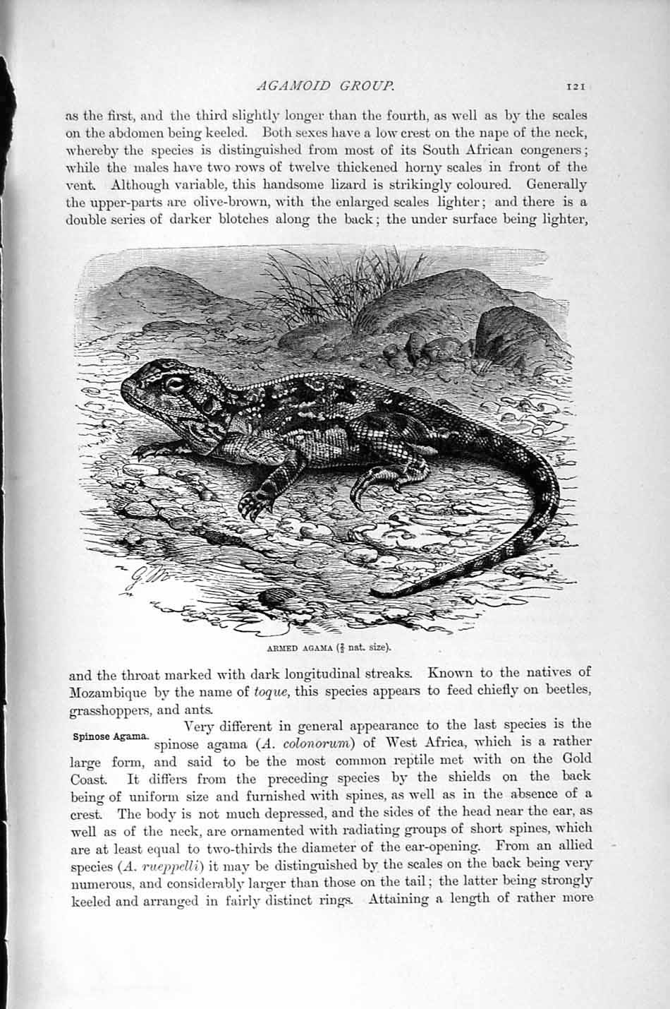 Original Old Antique Print Natural History 1896 Armed Agama Agamoid Reptile