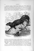 Original Old Antique Print Sail-Tailed Lizard Reptile Natural History 1896 19th