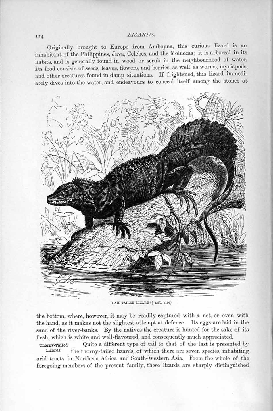 Original Old Antique Print Sail-Tailed Lizard Reptile Natural History 1896 19th
