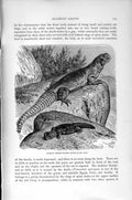 Original Old Antique Print Natural History 1896 Arabian Thorny-Tailed Lizard