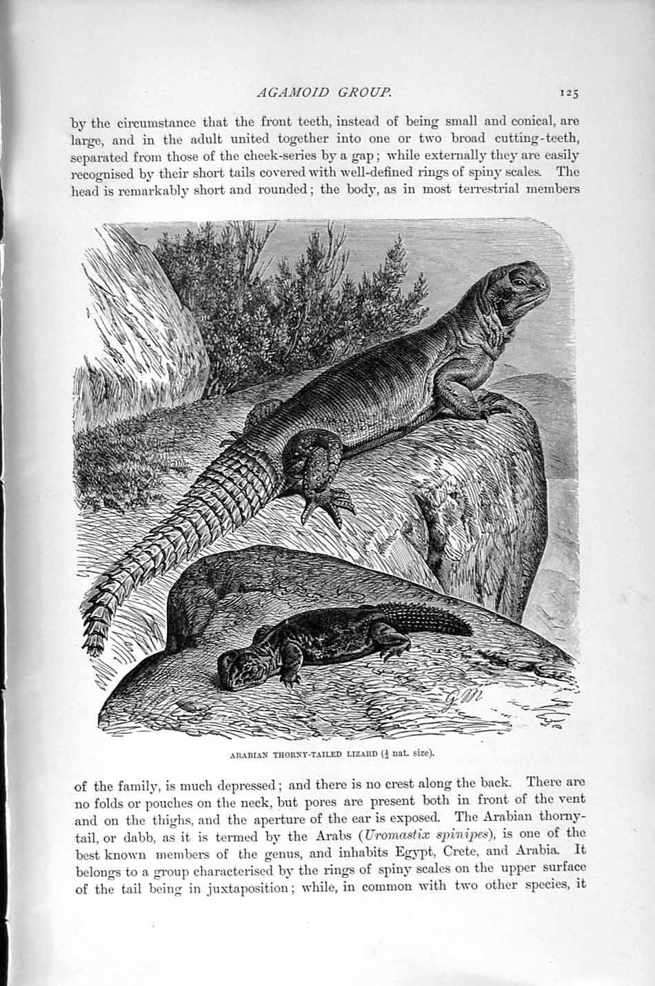 Original Old Antique Print Natural History 1896 Arabian Thorny-Tailed Lizard