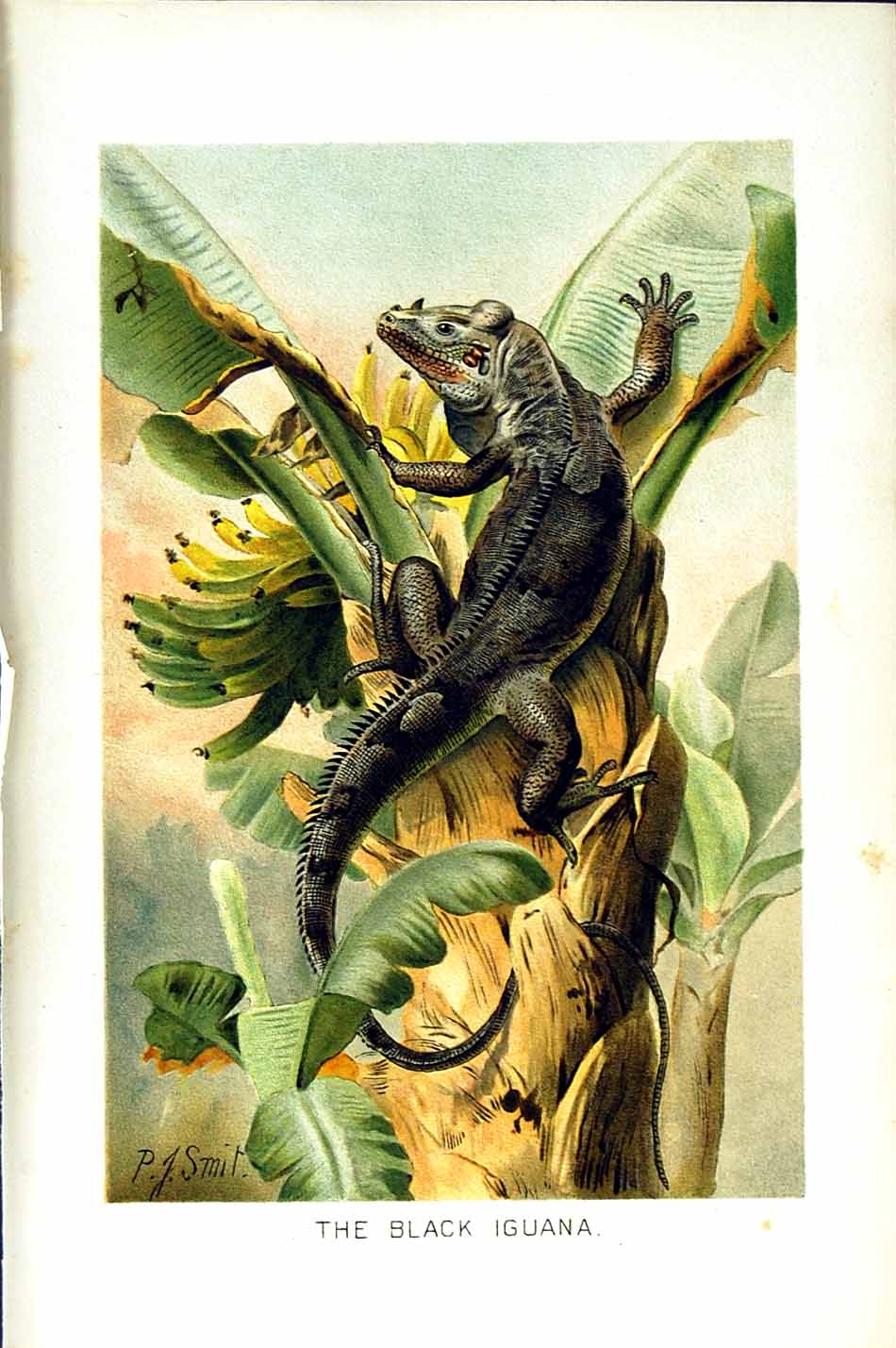 Original Old Antique Print Natural History 1896 Black Iguana Reptile Colour