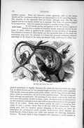 Old Antique Print Natural History 1896 Red-Throated Anolis Lizard Reptile 19th