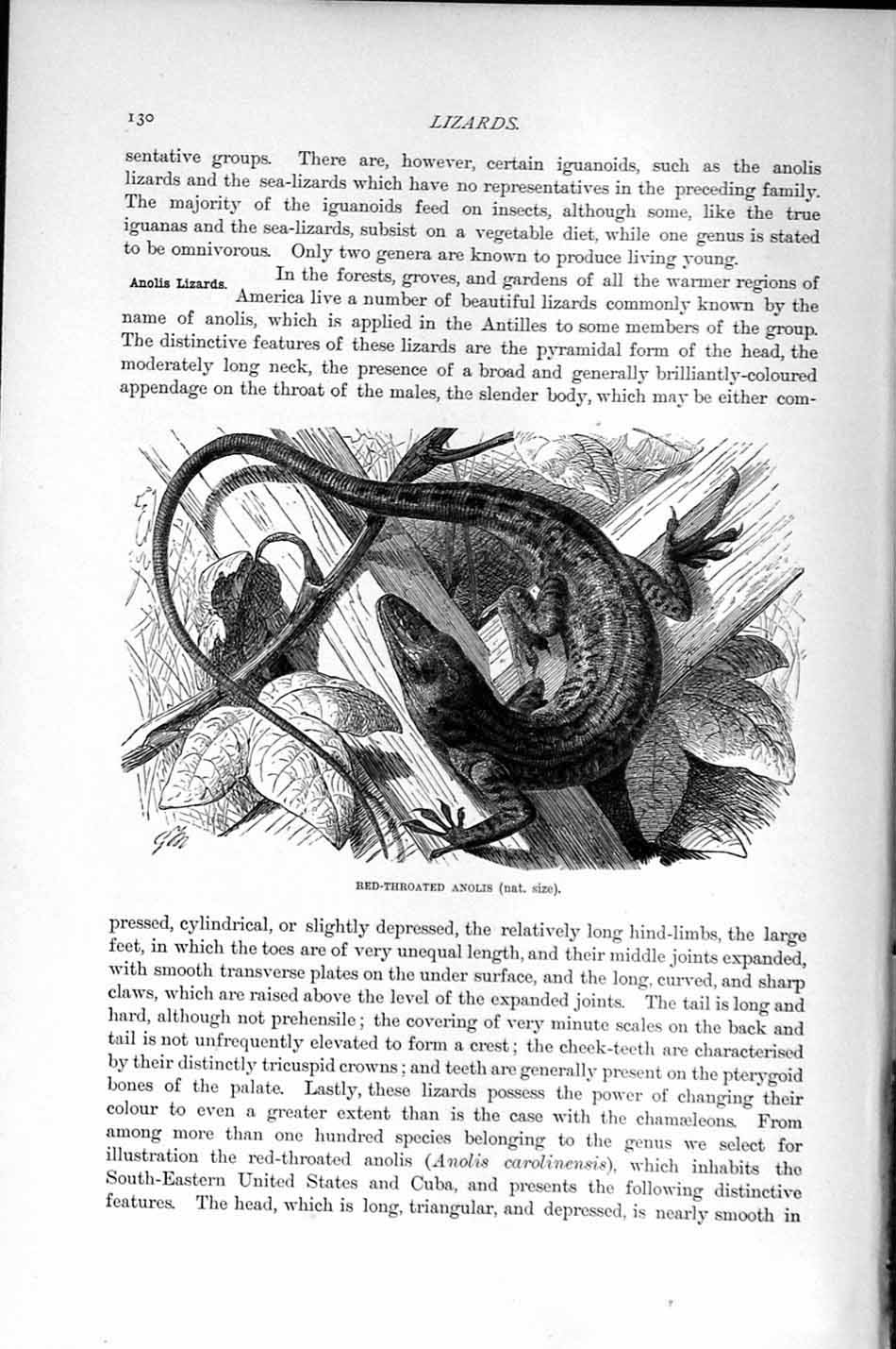 Old Antique Print Natural History 1896 Red-Throated Anolis Lizard Reptile 19th