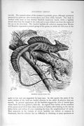 Old Antique Print Natural History 1896 Helmeted Basilisk Iguanoid Reptile 19th