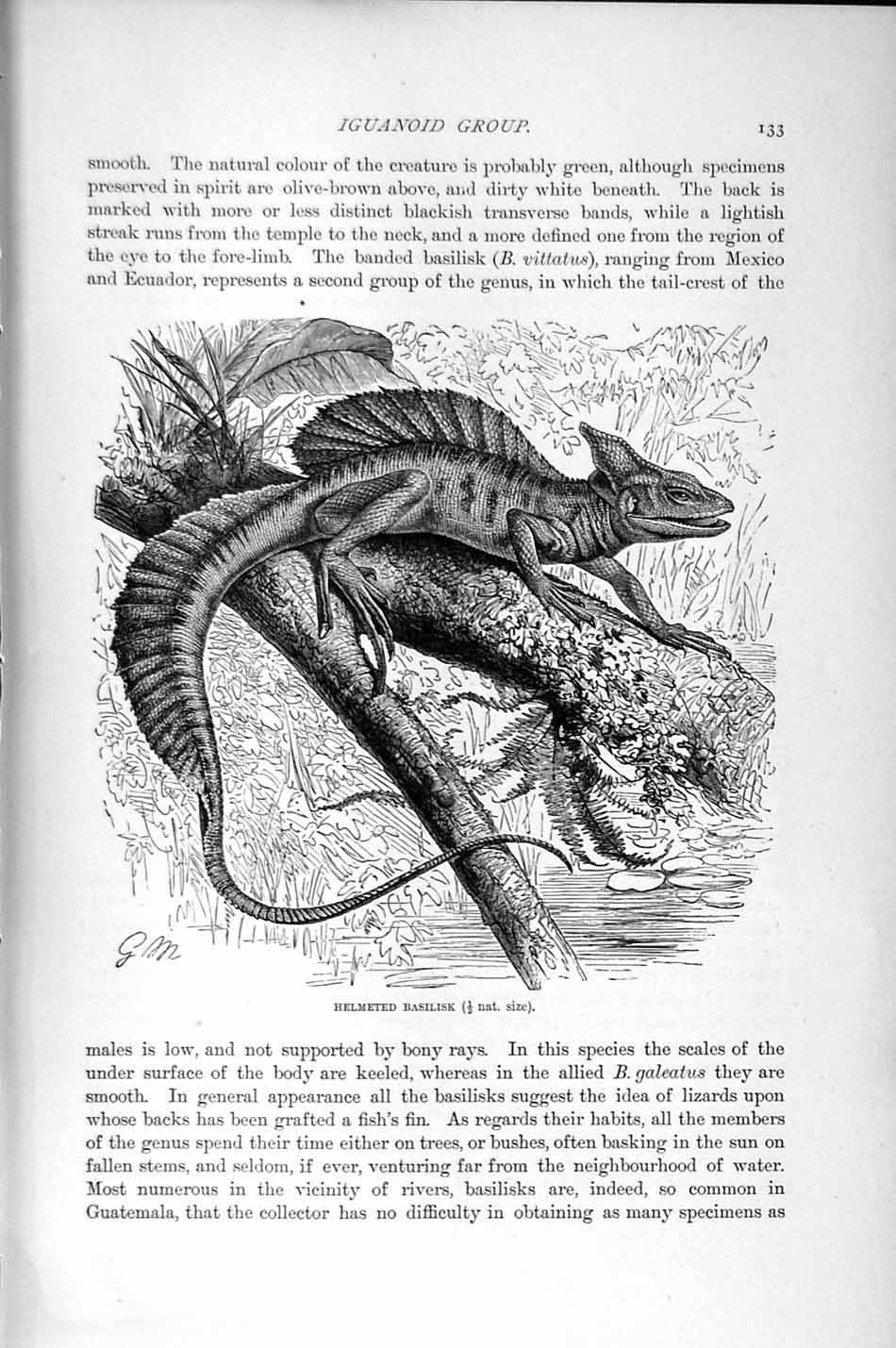 Old Antique Print Natural History 1896 Helmeted Basilisk Iguanoid Reptile 19th