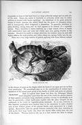 Original Old Antique Print Natural History 1896 Galapagos Sea Lizard Stilted