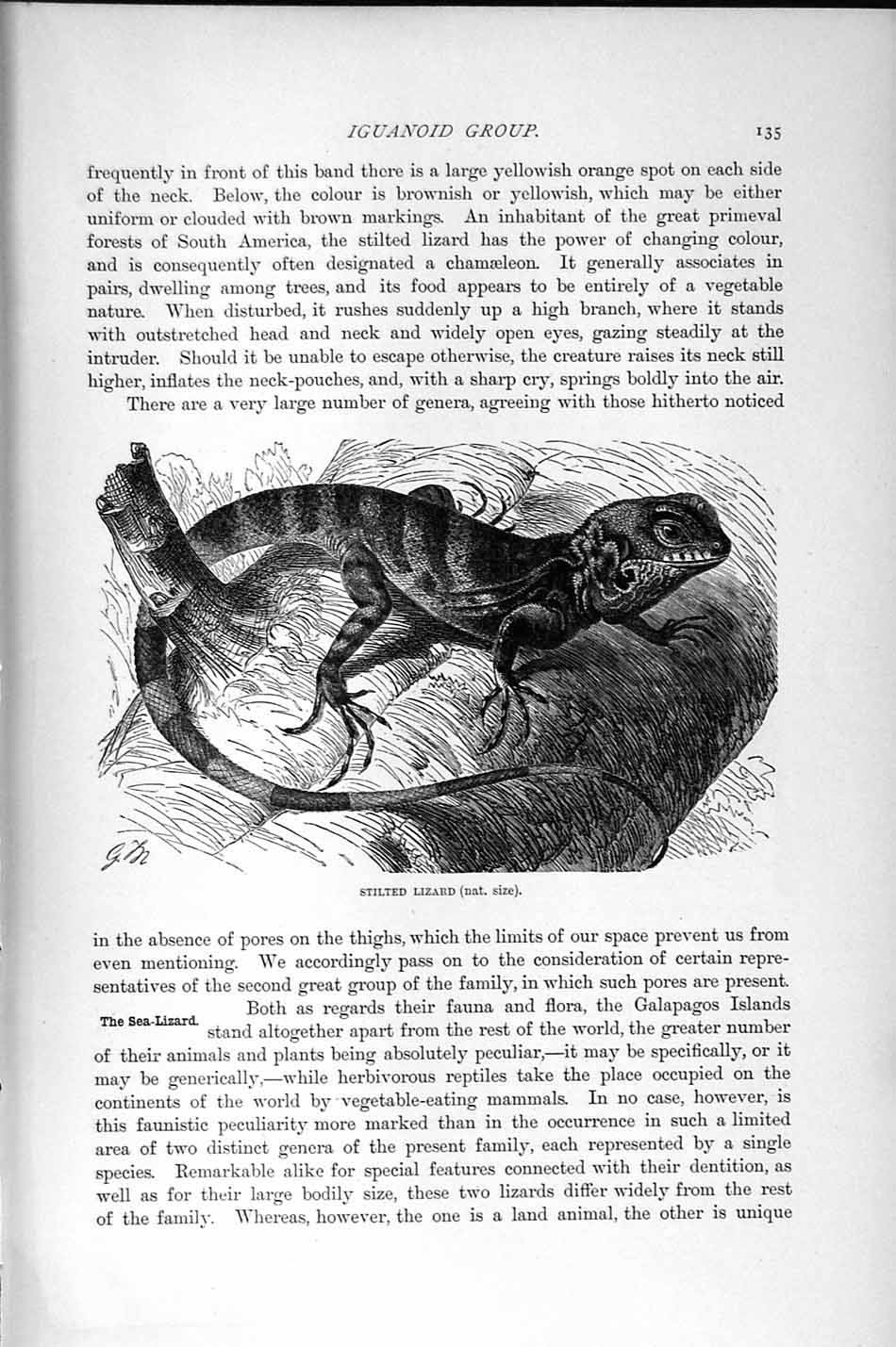 Original Old Antique Print Natural History 1896 Galapagos Sea Lizard Stilted